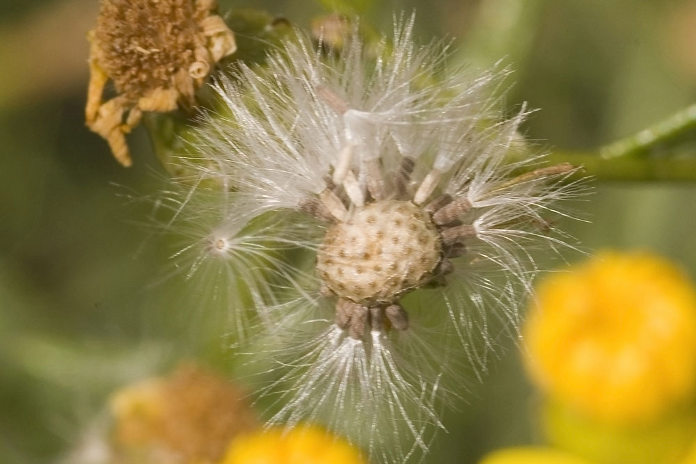 Senecio cfr. leucanthemifolius Poiret